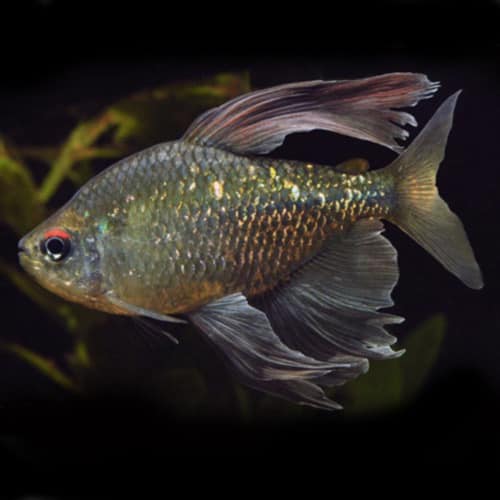 Diamond Tetra