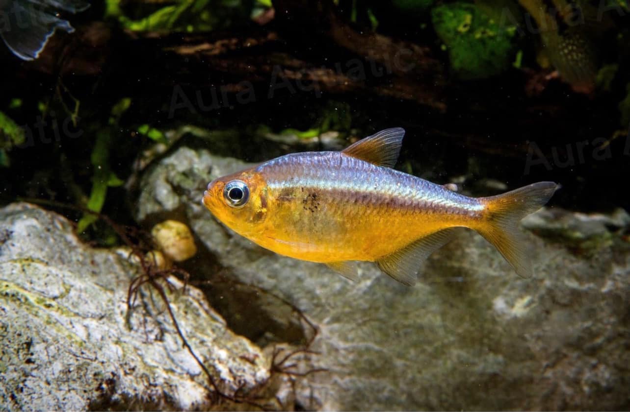 Golden Kogal Tetra - Cá Tetra Vàng Mắt Xanh