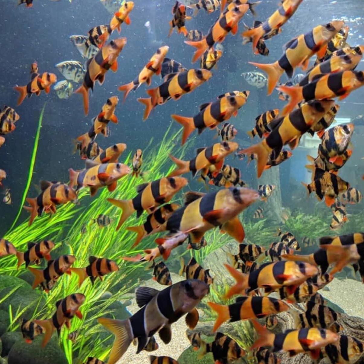 Clown Loach - Cá Chuột Mỹ