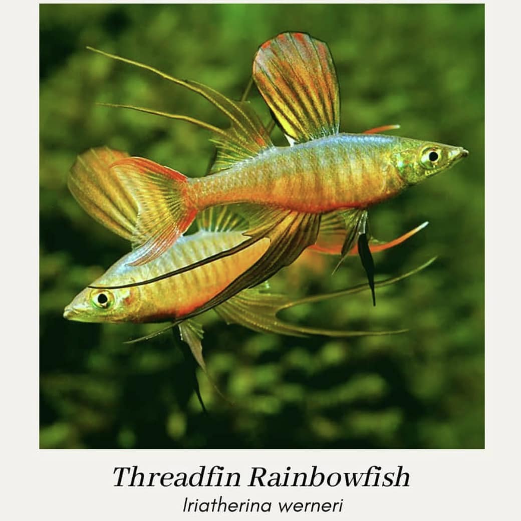 Threadfin Rainbowfish - Cầu Vồng Vi Dài