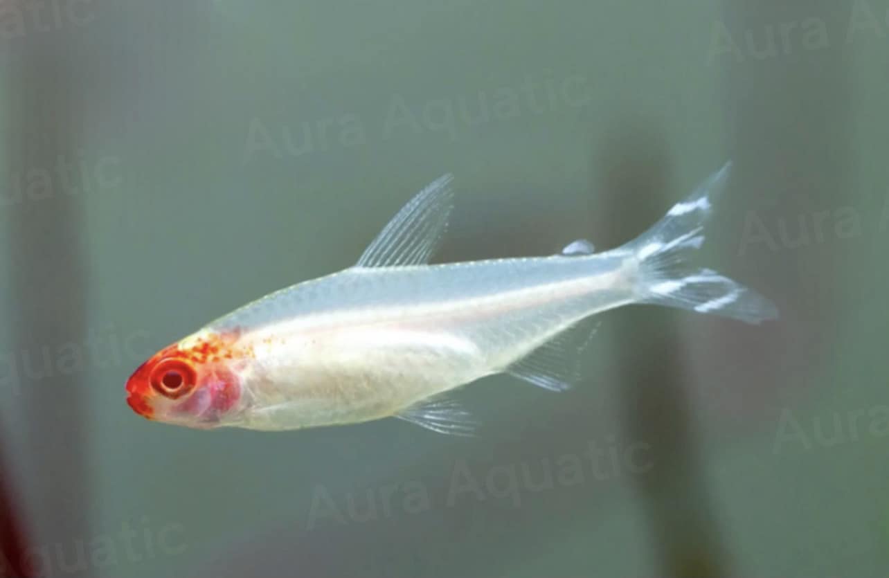 Sóc Albino - Rummynose Albino Tetra