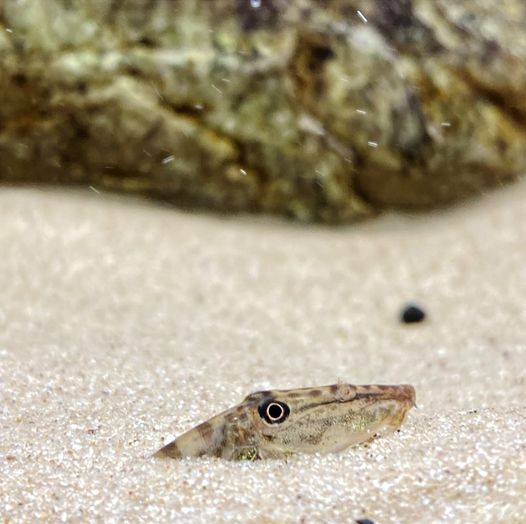 Horseface Loach - Cá Chạch Mặt Ngựa