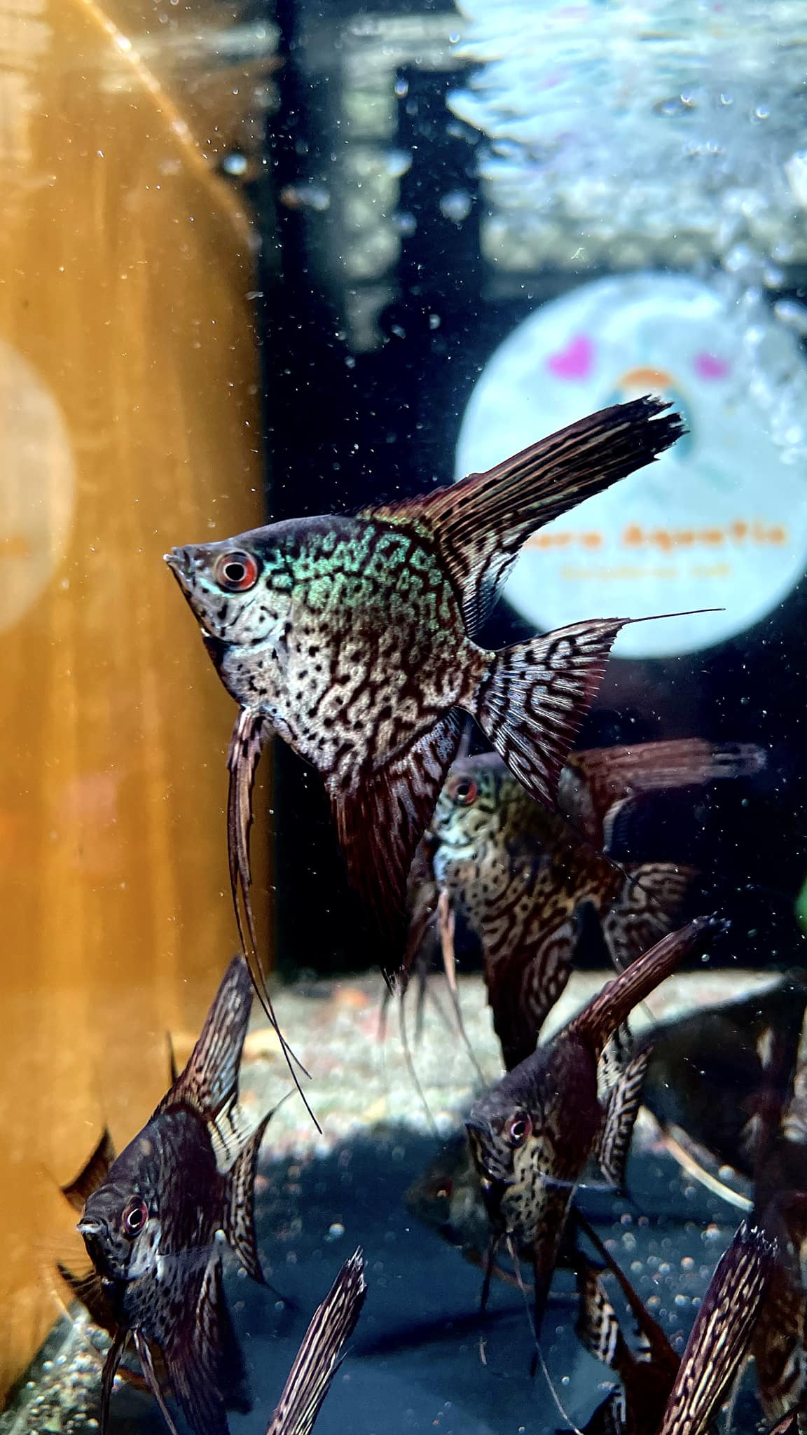 Thần Tiên Leopard