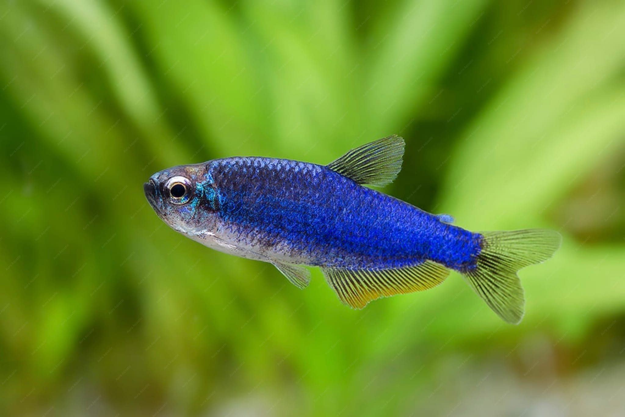 Super Blue Emperor Kerri Tetra - Cá Neon Hoàng Đế Xanh