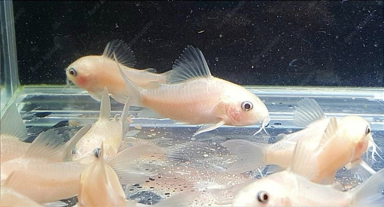 Panda Golden Var