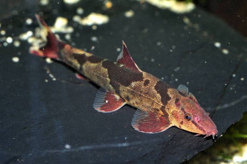 Red Lizard Loach - Cá Thằn Lằn Đỏ