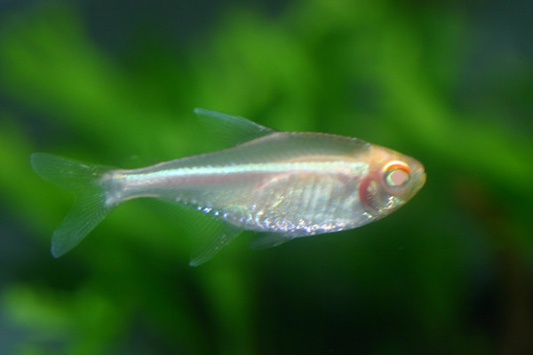 Albino Black Neon Tetra - Cá Neon Albino