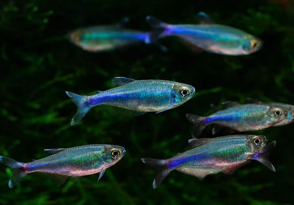 Cochu's Blue Tetra