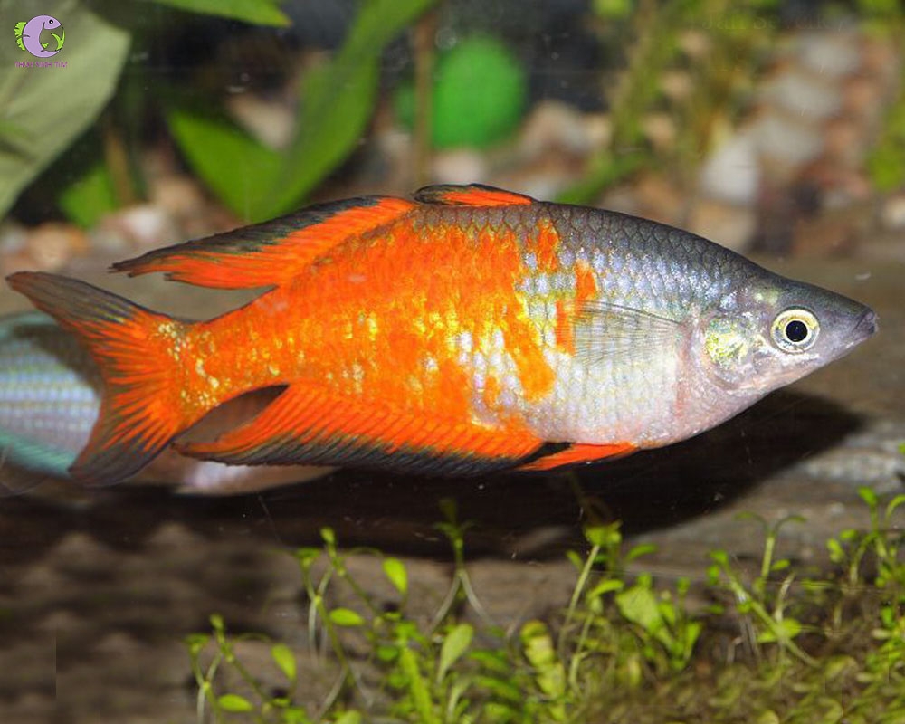 Hybrid Parkinsoni Rainbowfish - Cầu Vồng Parkinsoni Lai