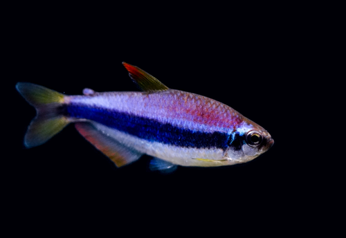 Purple Emperor Tetra - Cá Neon Hoàng Đế Tím