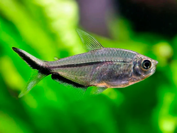 Blackline Tail Tetra - Cá Cắt Kéo