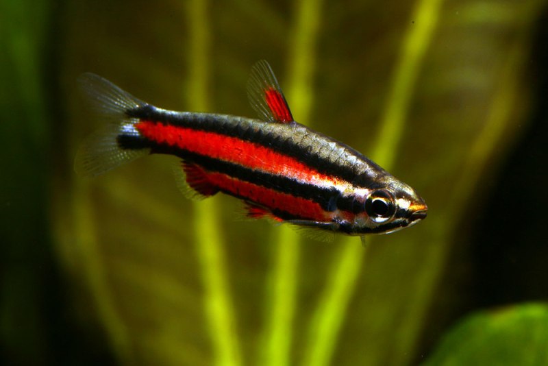 Coral Pencil Tetra