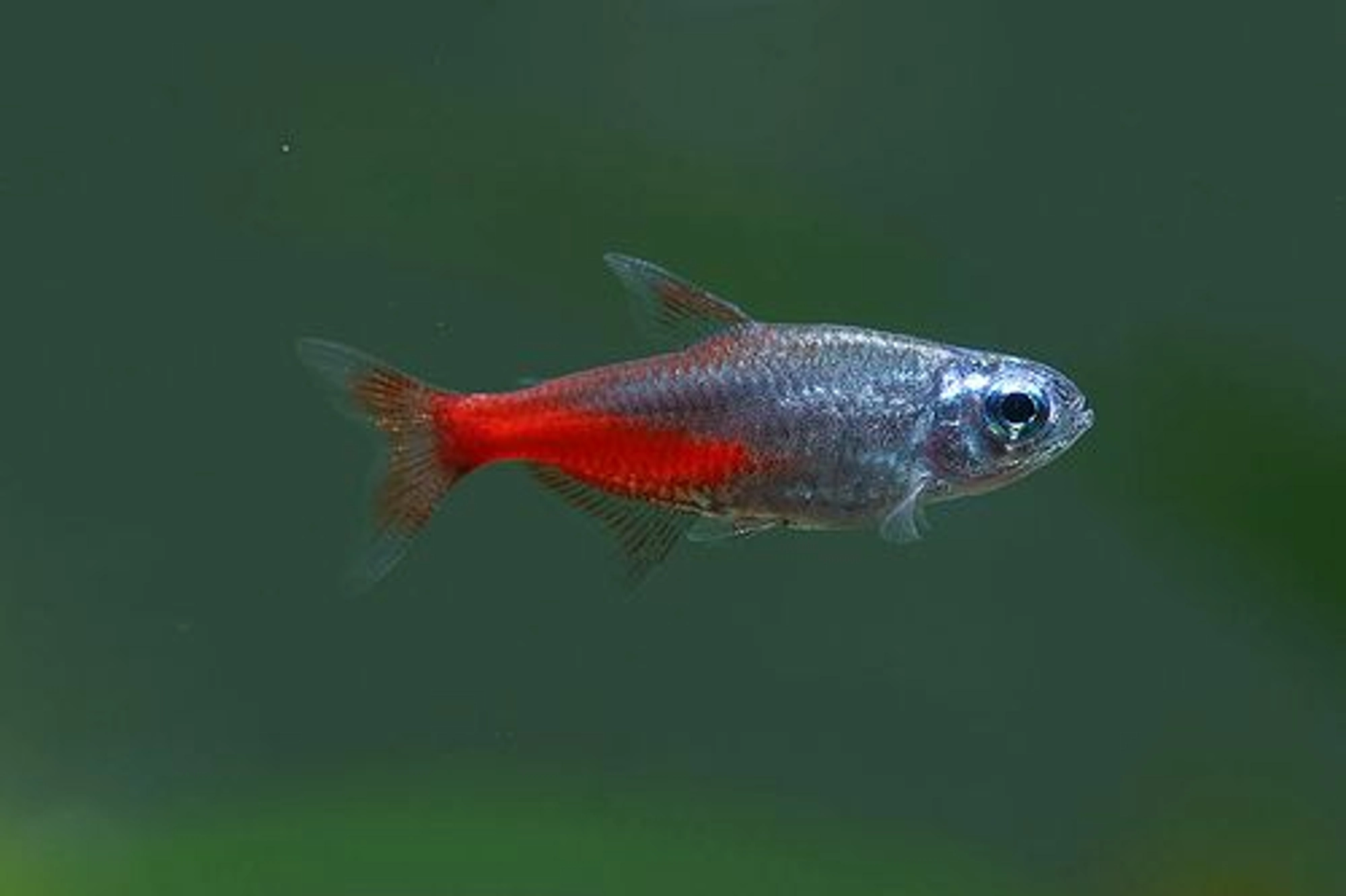 Diamond Head Neon Tetra - Cá Neon Kim Cương