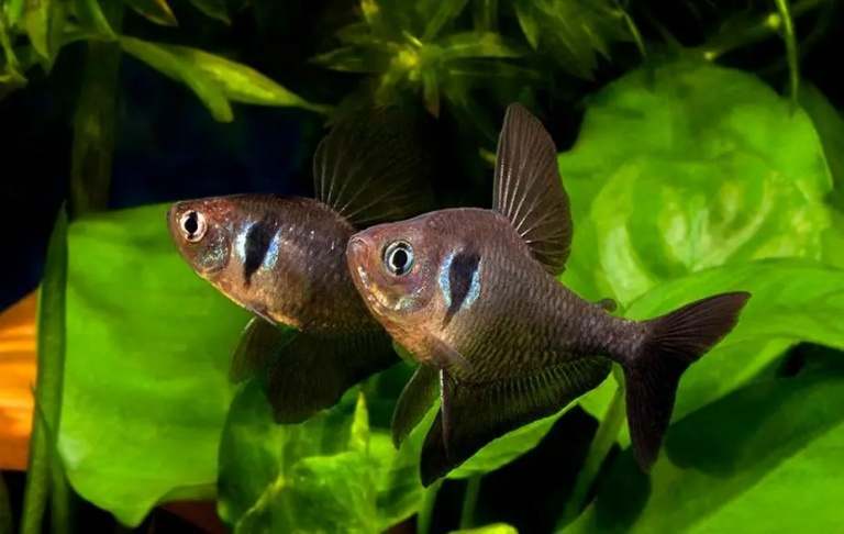 Black Phantom Tetra - Cá Hắc Kỳ