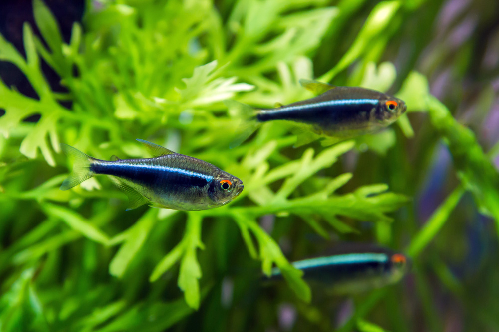 Black Neon Tetra - Cá Neon Đen