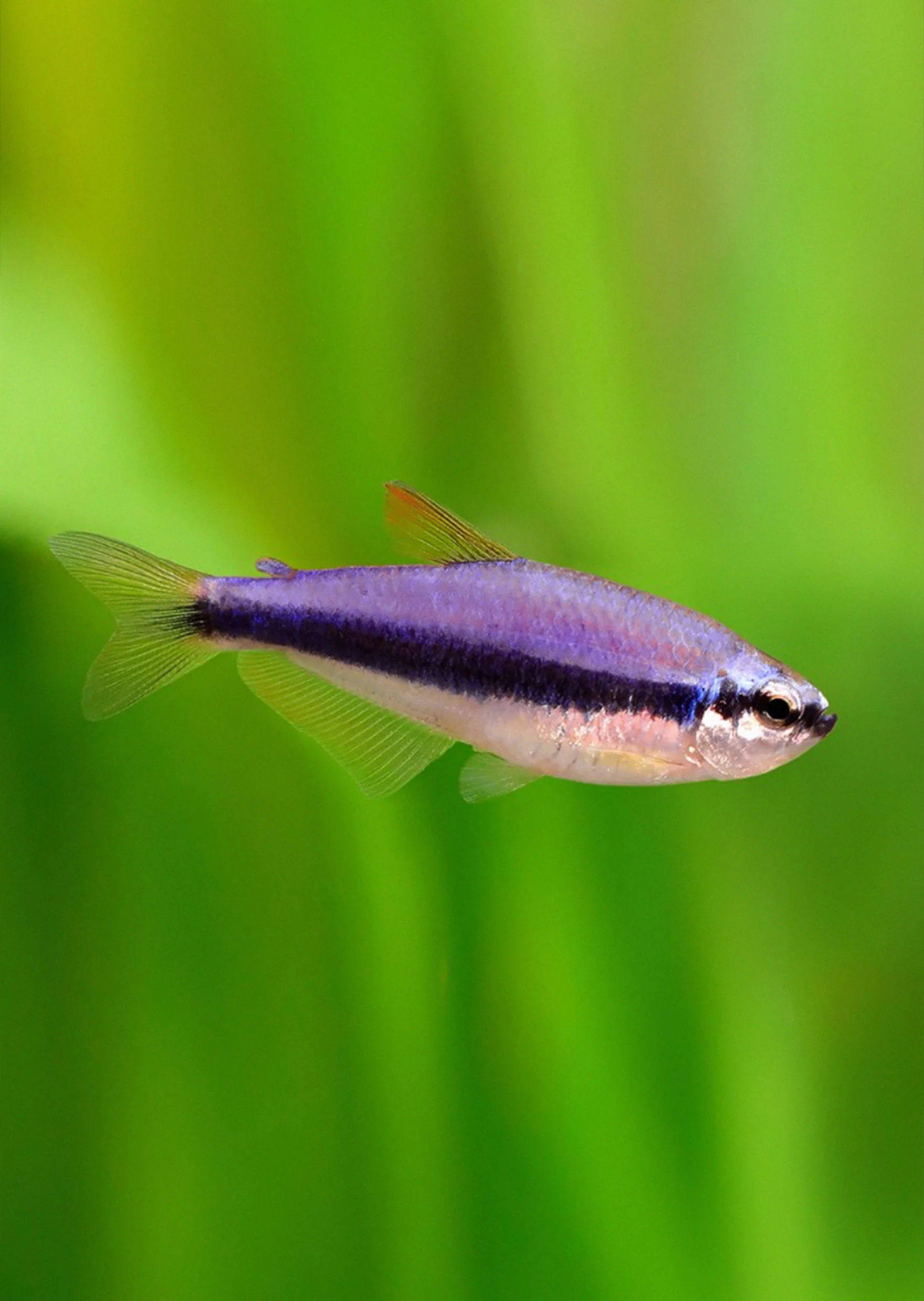 Purple Emperor Tetra - Cá Neon Hoàng Đế Tím