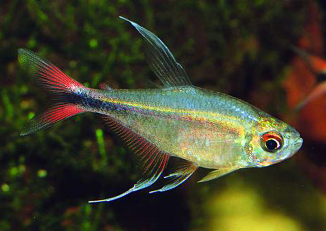 Phoenix Tetra - Cá Phụng Hoàng