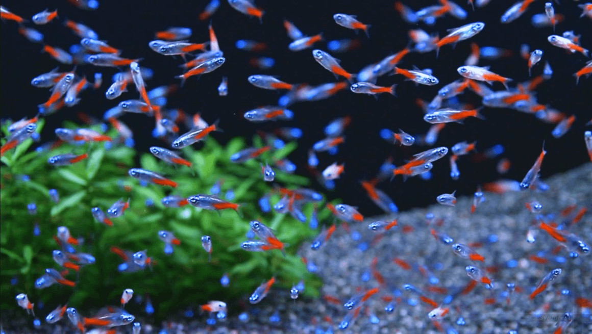 Diamond Head Neon Tetra - Cá Neon Kim Cương