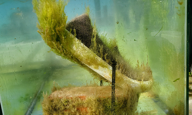 Giày phân hủy sinh học làm thức ăn cho sinh vật biển