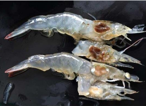 Loài Vi rút Decapod iridescent virus 1 (DIV1) gây bệnh cho tôm nuôi