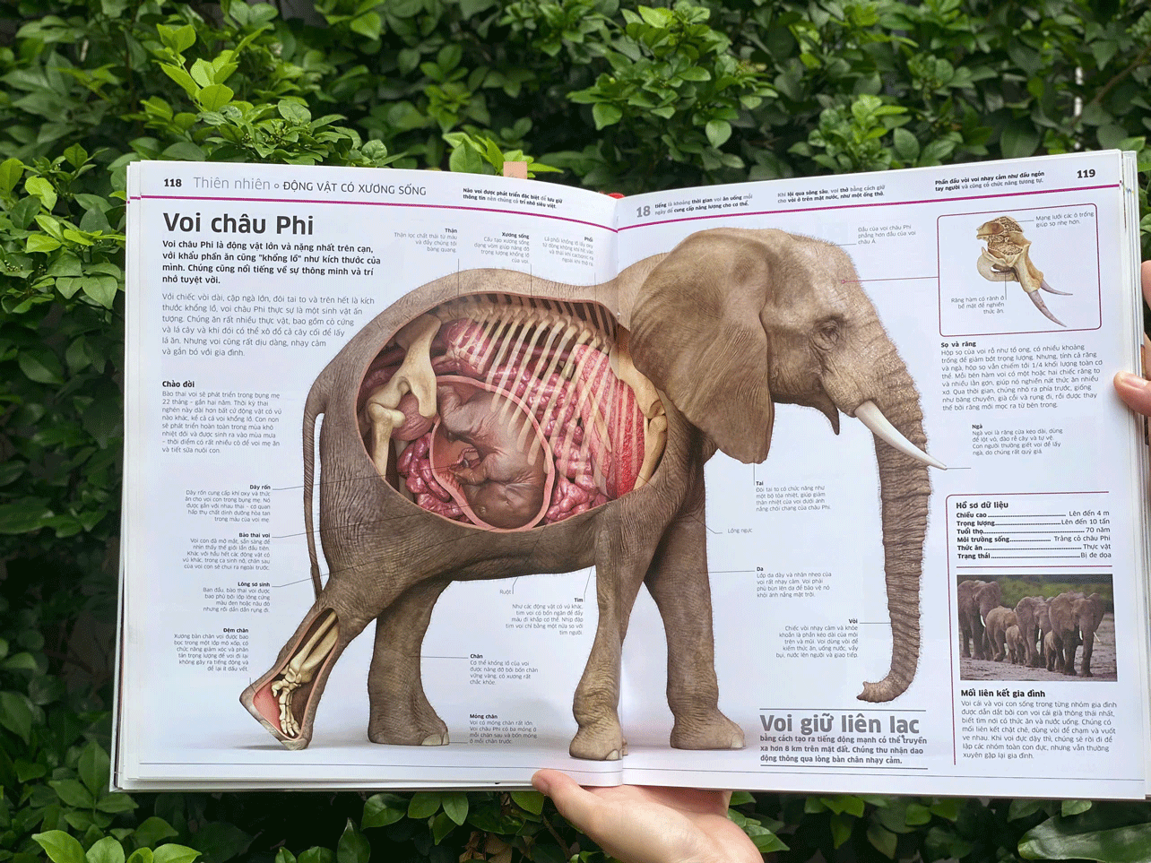 Sách DK Bách khoa tri thức - Tri thức về vạn vật