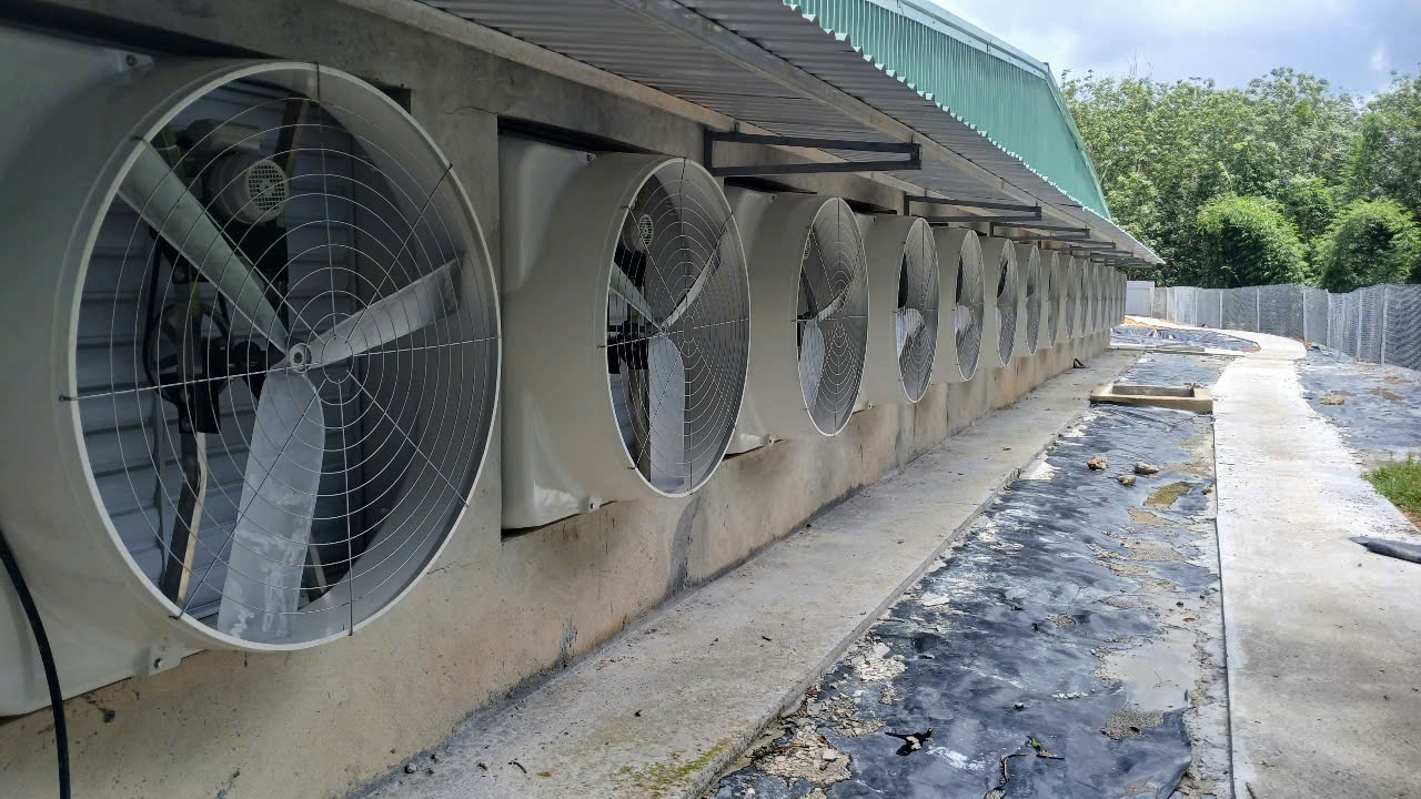 🌬️ DÀN QUẠT HÚT NÀO ĐANG ĐƯỢC CHĂN NUÔI HOÀNG TÍN LỰA CHỌN CHO CÁC TRANG TRẠI HEO LẠNH?