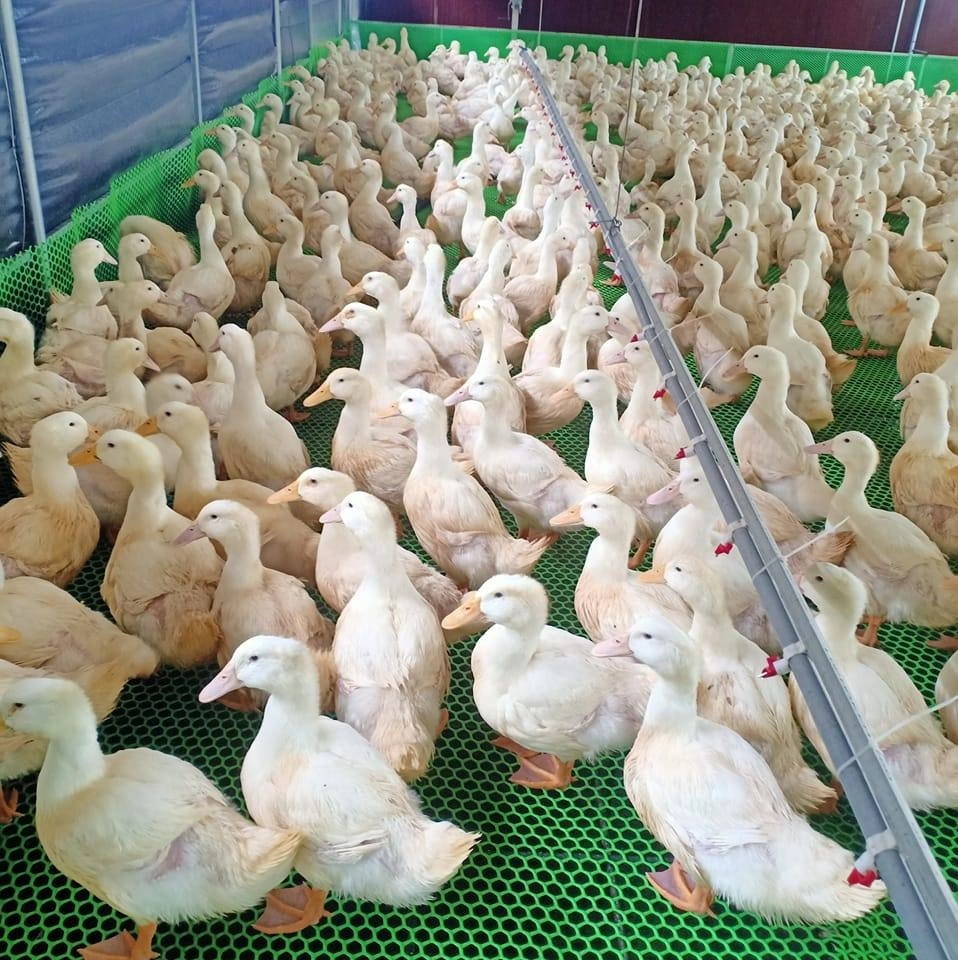 Đường uống tự động dạng núm cho vịt – Giải pháp nước uống sạch cho trang trại hiện đại