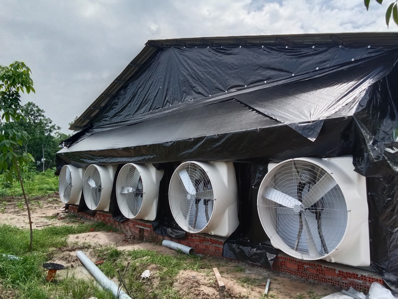 LẮP ĐẶT HỆ THỐNG LÀM LẠNH TRANG TRẠI CHĂN NUÔI VỊT THỊT PHÚ GIÁO BÌNH DƯƠNG