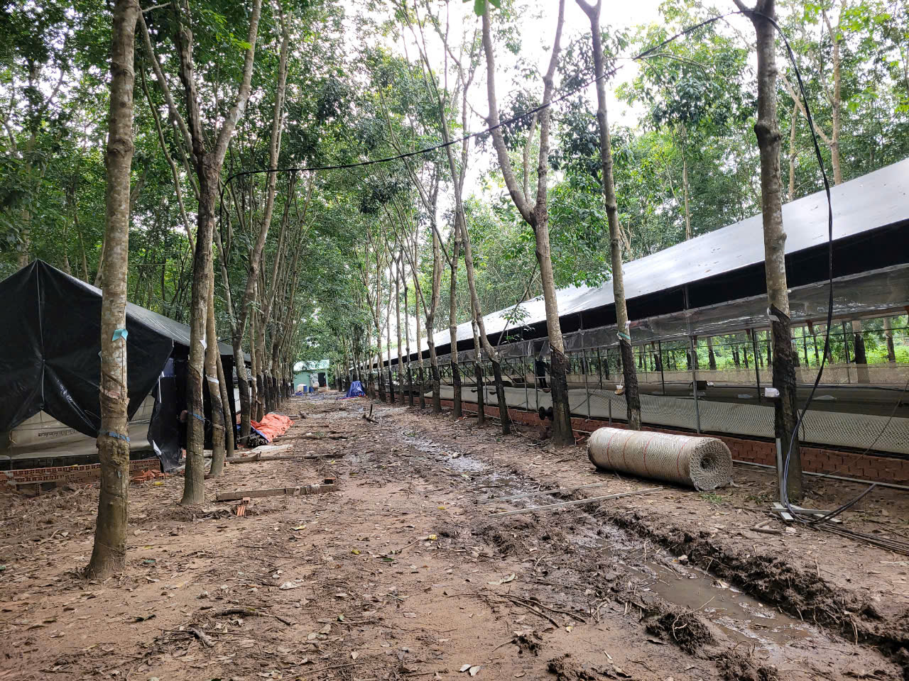 THI CÔNG LẮP ĐẶT TRẠI VỊT TRÊN SÀN TRONG MÔI TRƯỜNG LẠNH VĨNH HOÀ