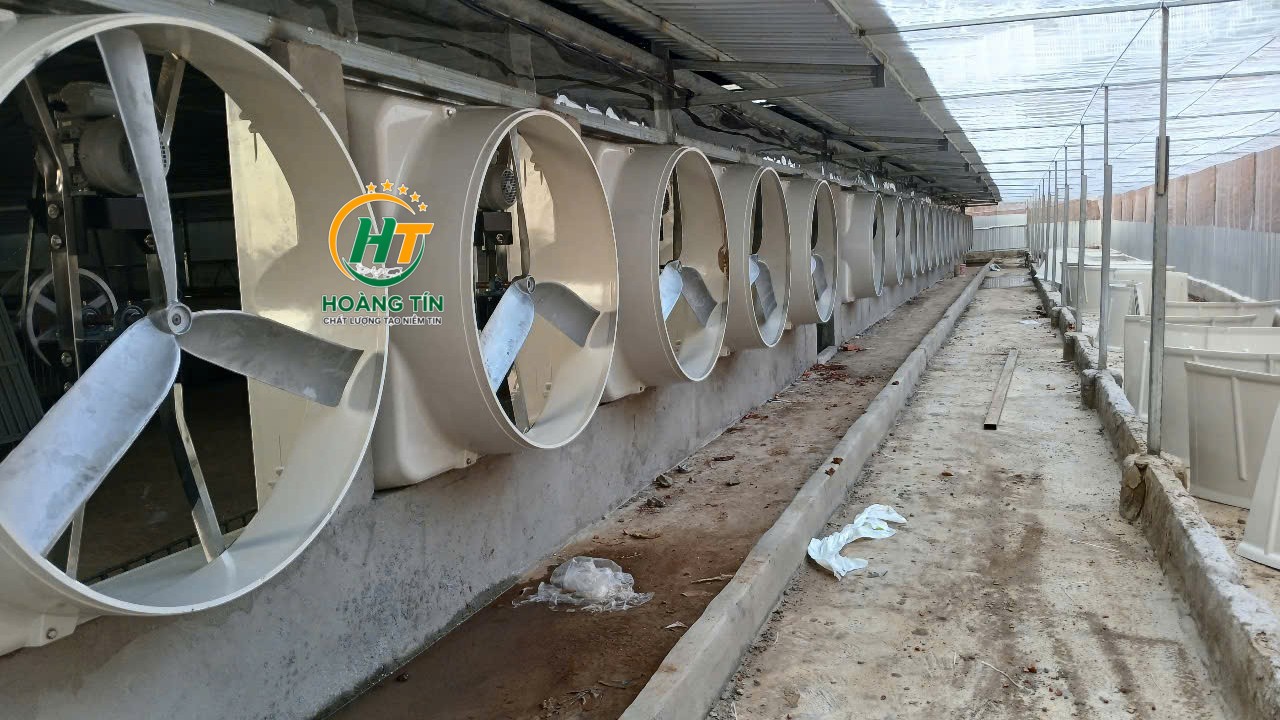 LÊN DÀN QUẠT HÚT CHO TRẠI HEO LẠNH TẠI BÌNH PHƯỚC