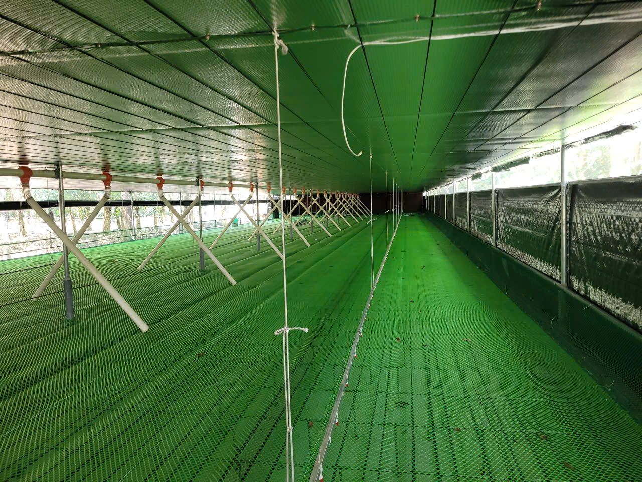 CUNG ỨNG THIẾT BỊ CHĂN NUÔI VÀ THI CÔNG TRANG TRẠI CHĂN NUÔI VỊT 5000 CON