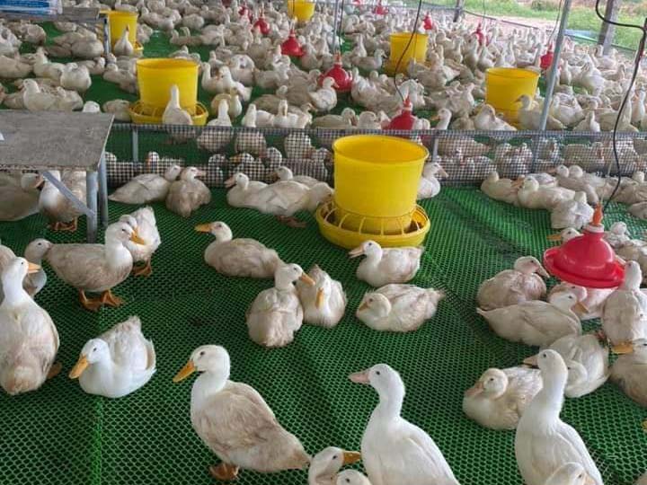 Máng ăn nhựa 40 kg
