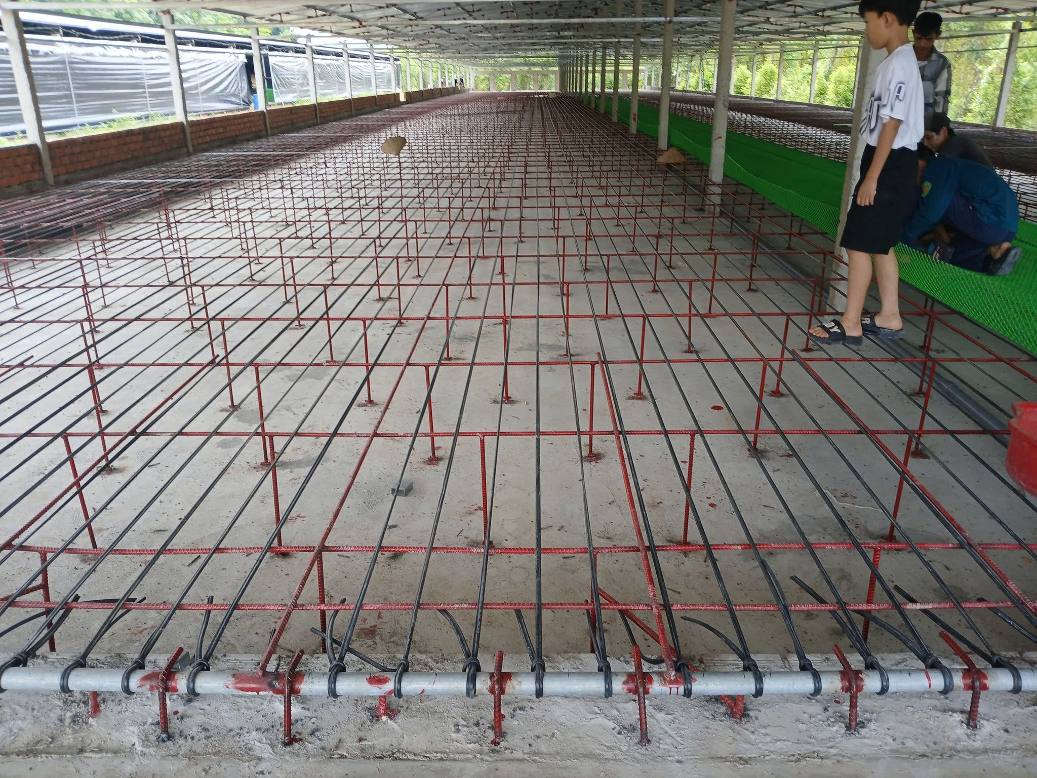 THI CÔNG HỆ THỐNG CÁP SÀN CHO TRẠI VỊT