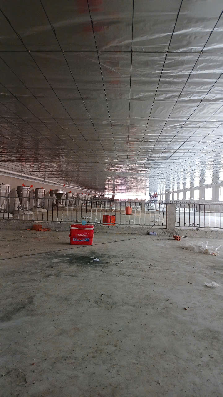 GIẢI PHÁP BẠT TRẦN CHỐNG NÓNG CHO TRẠI HEO TÂY NINH BẰNG BẠT TRÁNG NHÔM 7 LỚP