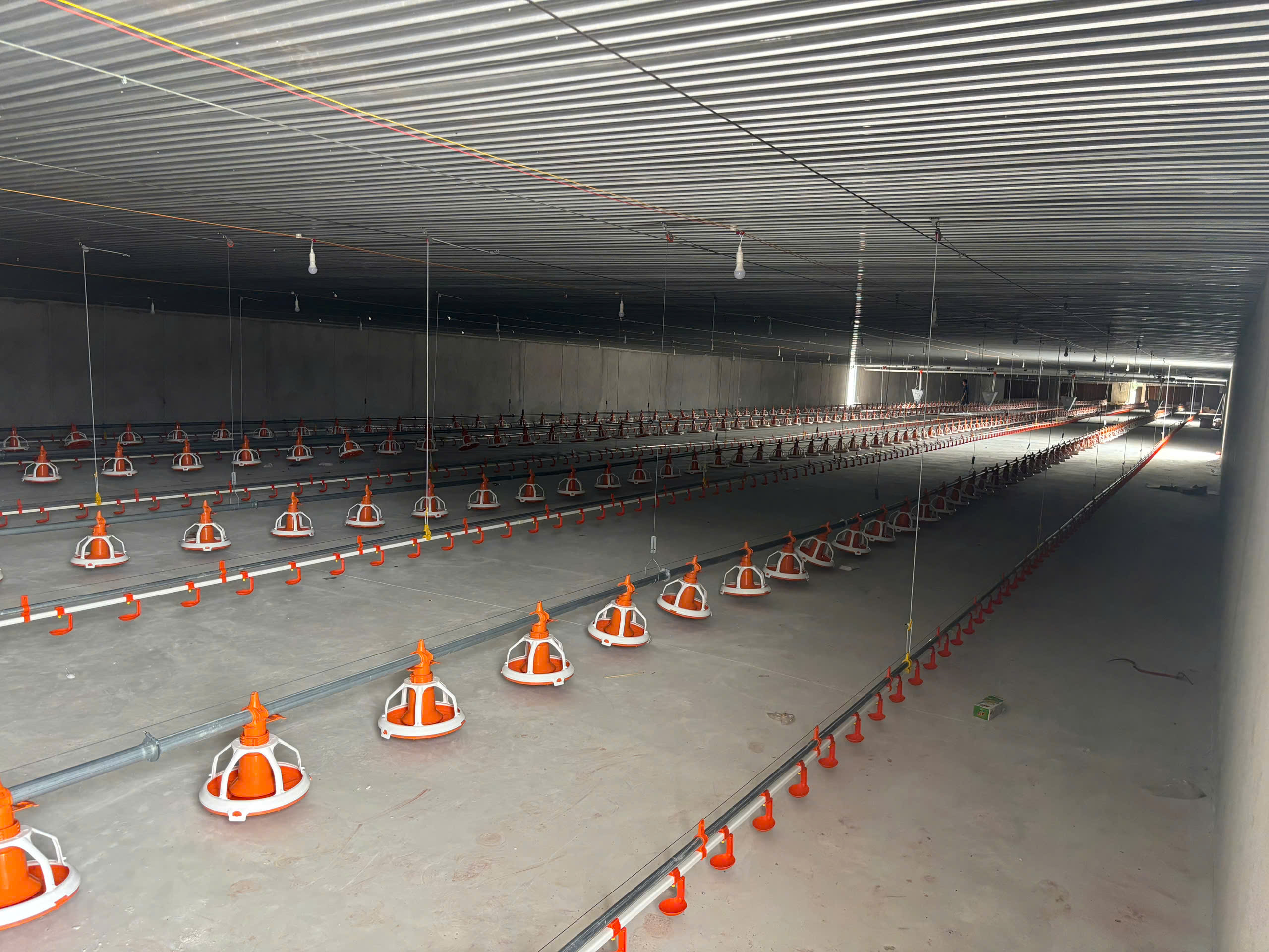 ĐƯỜNG ĂN TỰ ĐỘNG TRẠI GÀ DÀI 120M CỦA TRẠI GÀ KÍCH THƯỚC 16X120M 4 ĐƯỜNG ĂN