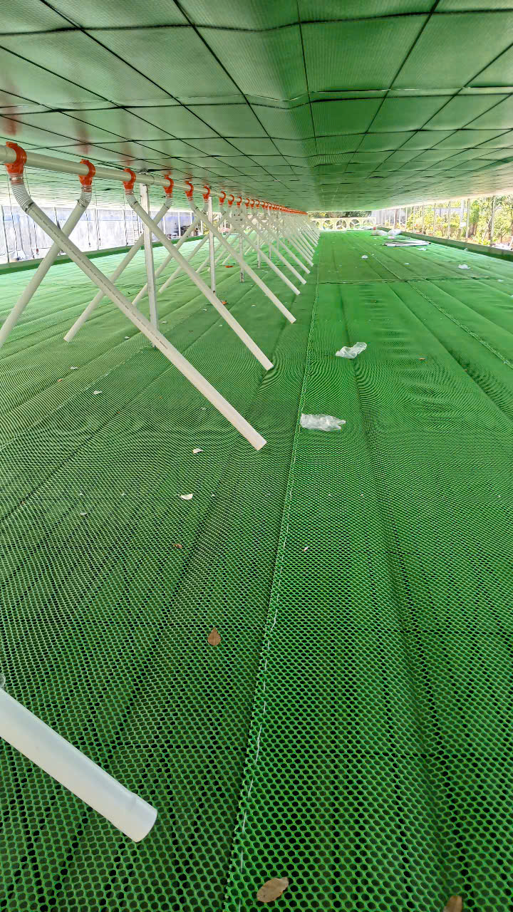 ĐƯỜNG ĂN TỰ ĐỘNG DÀNH CHO VỊT