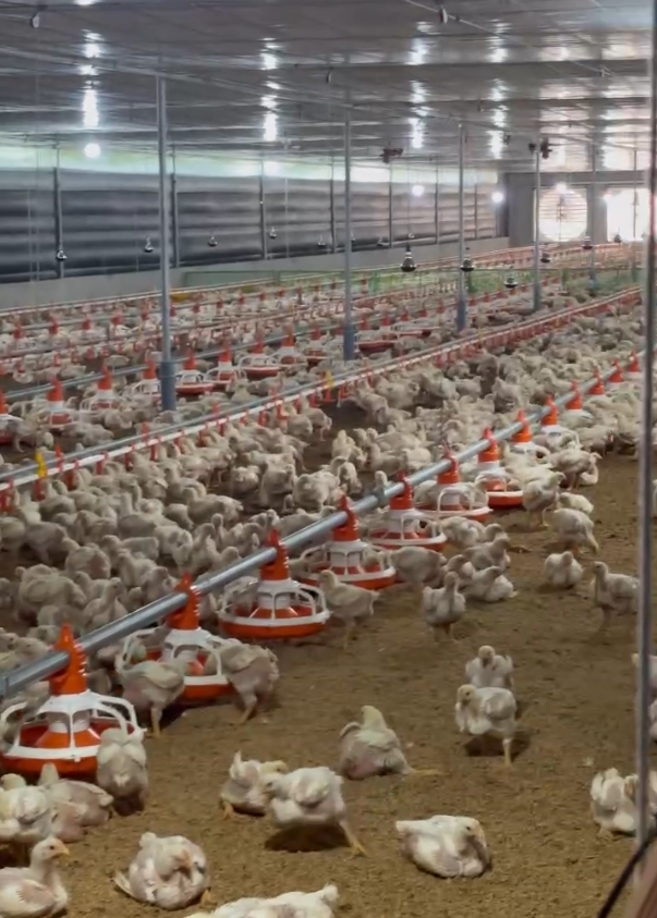 ĐƯỜNG ĂN TỰ ĐỘNG TRẠI GÀ 12X60M VỚI 3 ĐƯỜNG ĂN TRONG TRẠI CÙNG BỒN HOBBER Ở NHÀ CÁM