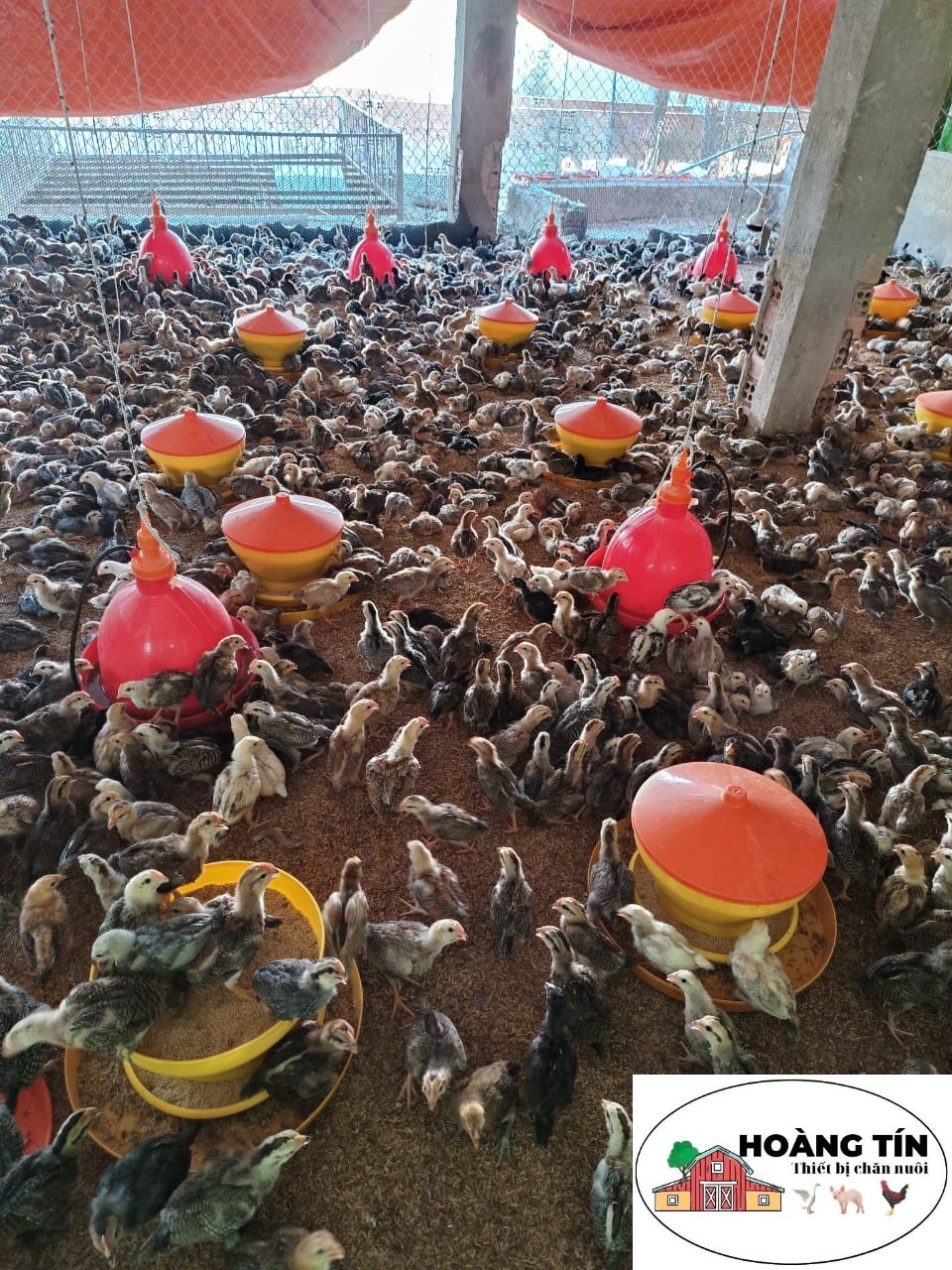Máng ăn cho gà con có nắp