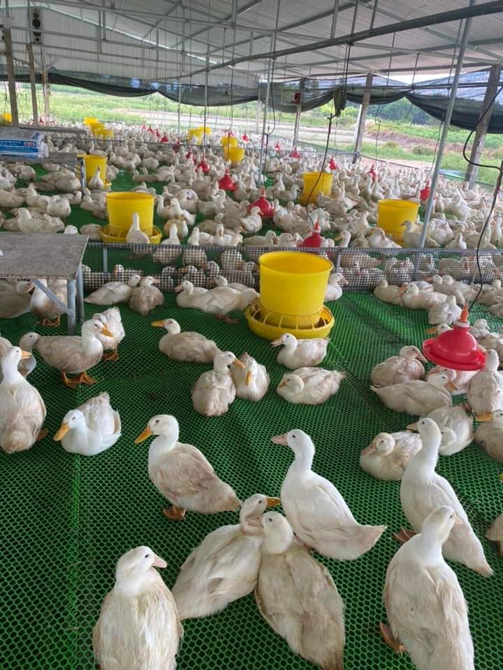 COMBO 10 MÁNG ĂN CHO VỊT , MÁNG NHỰA VÀNG 40KG