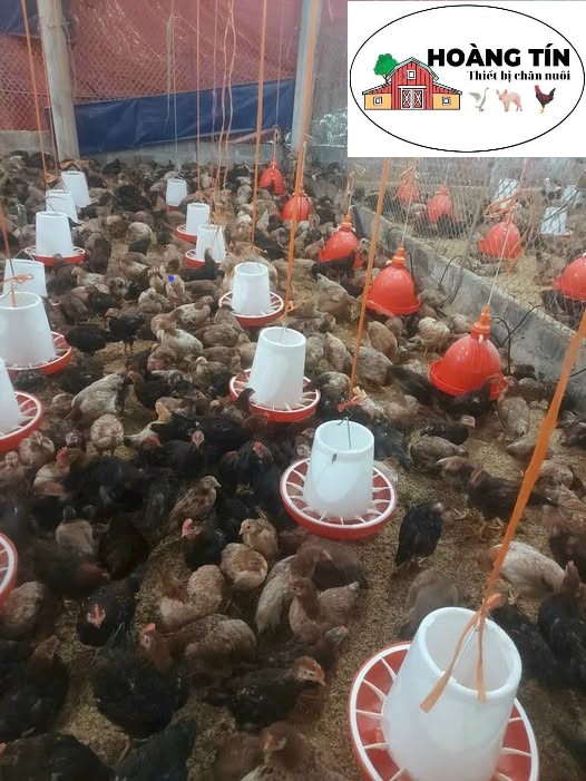 Máng ăn cho gà chia ô đỏ trắng 6 Kg (máng đại)