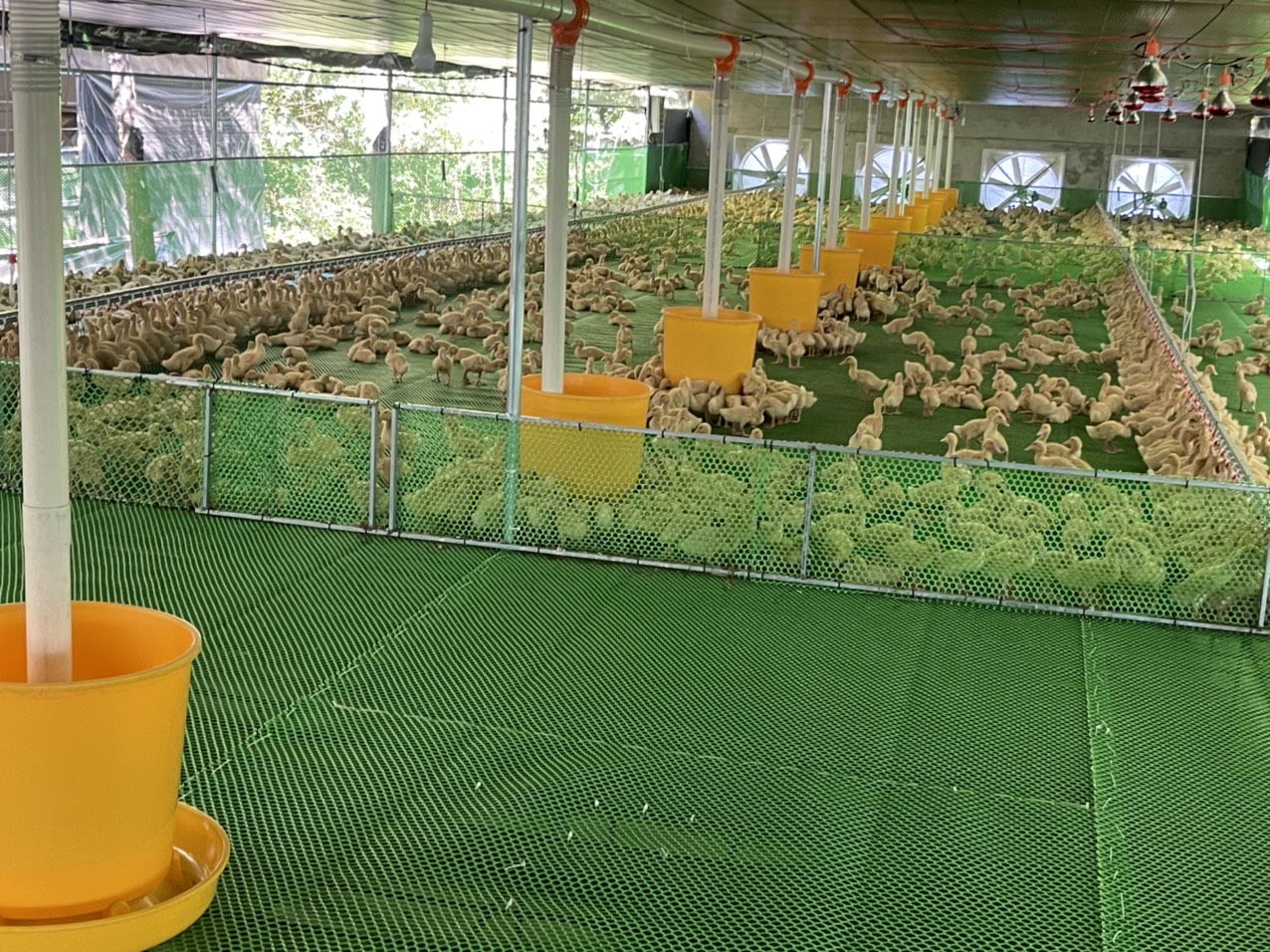 COMBO 10 MÁNG ĂN CHO VỊT , MÁNG NHỰA VÀNG 40KG