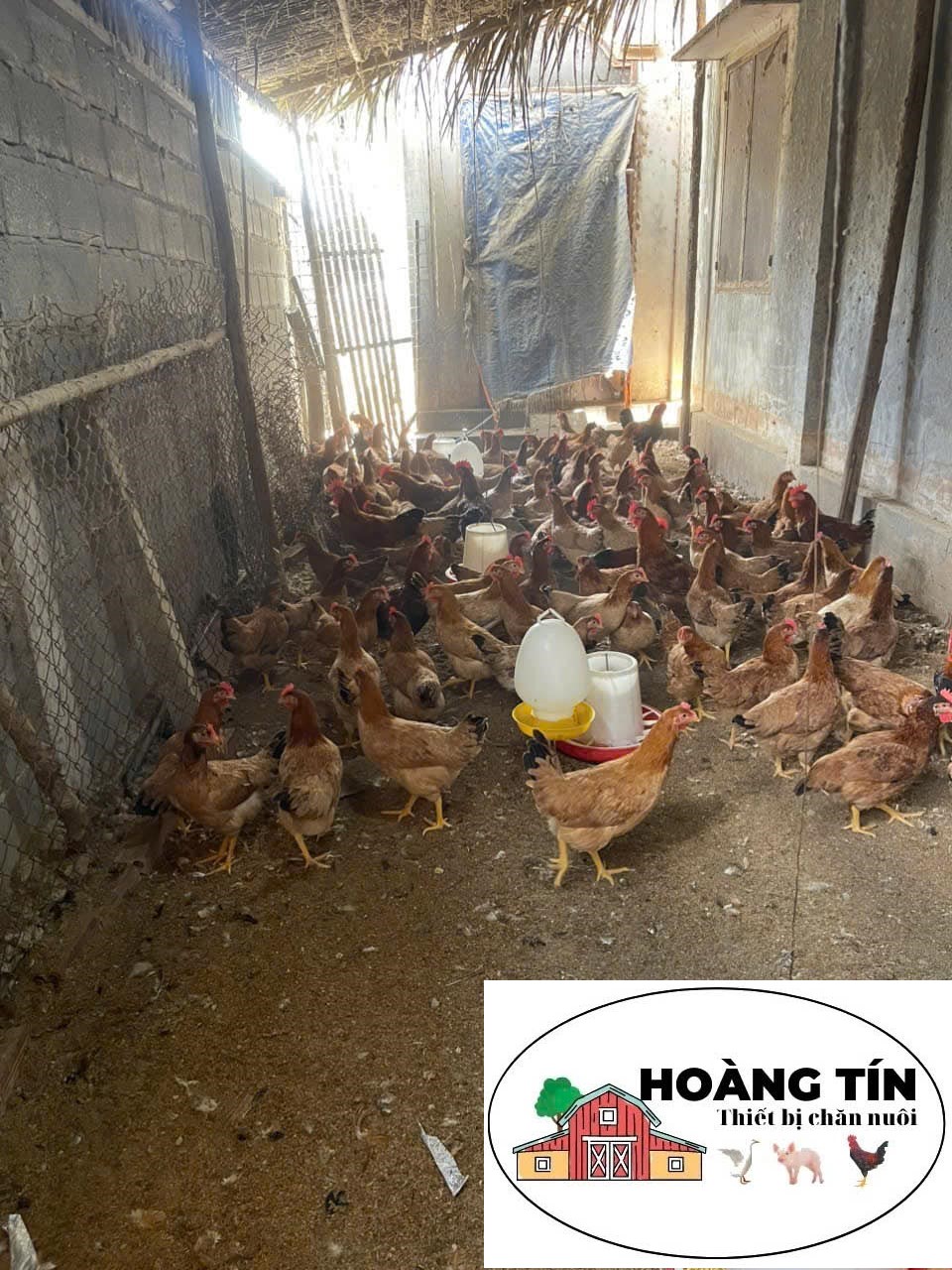 Bình uống xách tay cho gà vịt con 4L