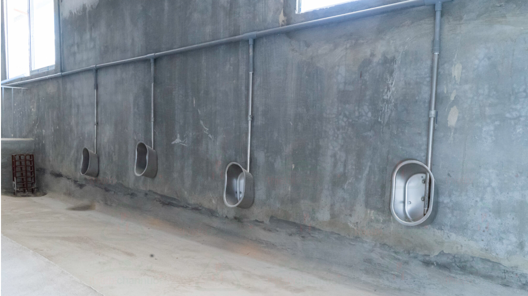 Bộ chén uống nước heo thịt  tự động inox