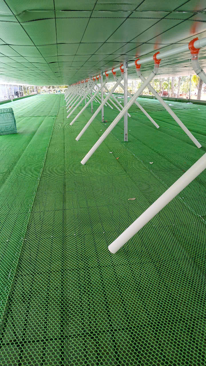 ĐƯỜNG ĂN TỰ ĐỘNG DÀNH CHO VỊT