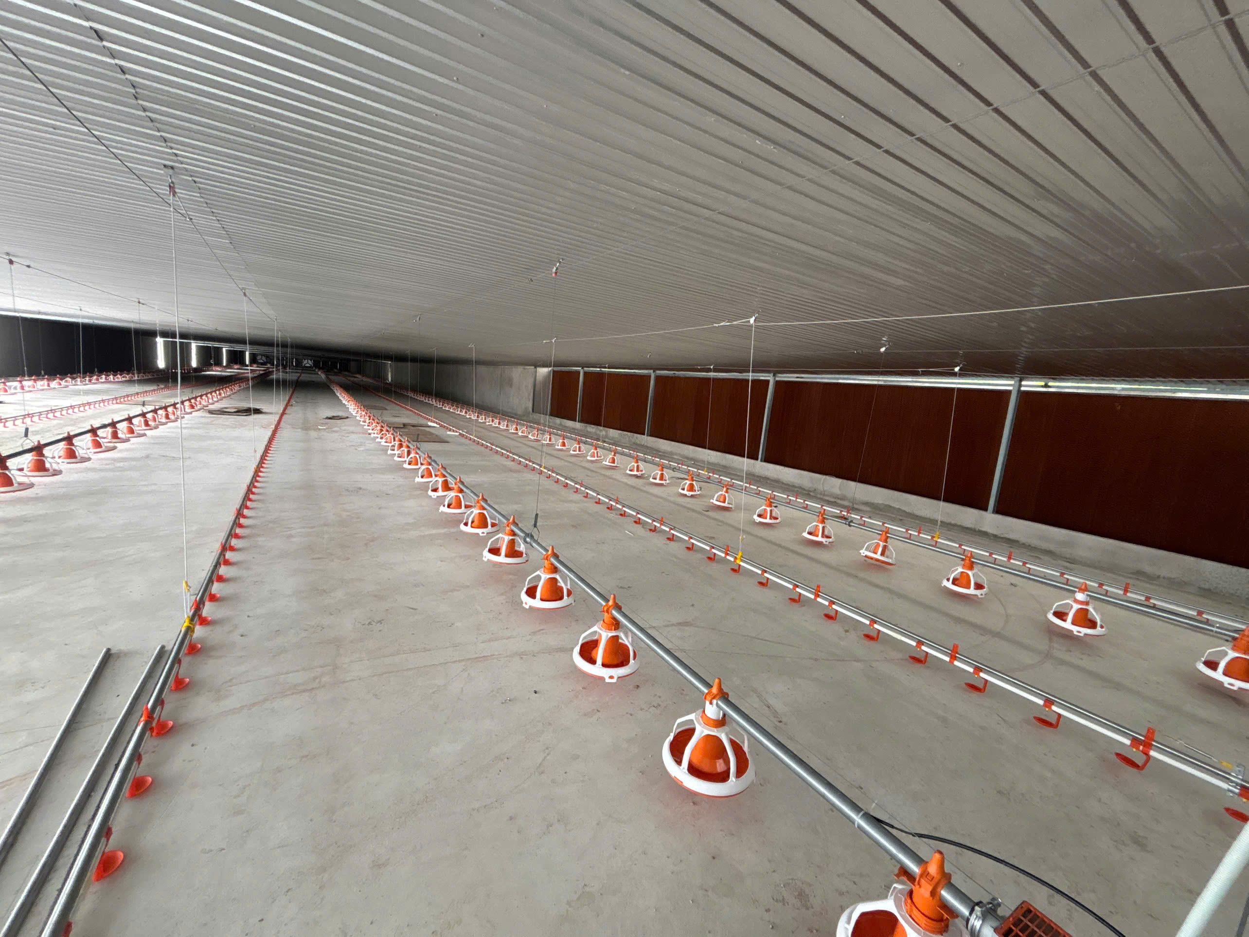 ĐƯỜNG ĂN TỰ ĐỘNG TRẠI GÀ DÀI 120M CỦA TRẠI GÀ KÍCH THƯỚC 16X120M 4 ĐƯỜNG ĂN