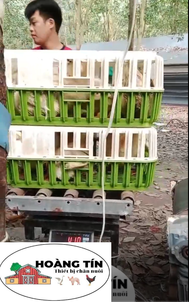BĂNG TẢI BẮT VỊT 3M, BẮT NHANH BẮT GỌN, TIẾT KIỆM CÔNG SỨC VÀ NHÂN CÔNG