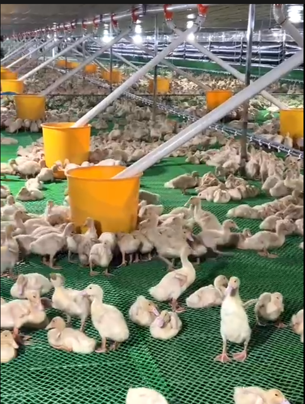 ĐƯỜNG ĂN TỰ ĐỘNG DÀNH CHO VỊT 1 ĐỘNG CƠ CHẠY THẲNG