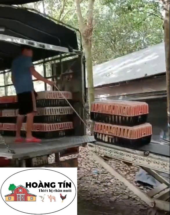 BĂNG TẢI BẮT VỊT 3M, BẮT NHANH BẮT GỌN, TIẾT KIỆM CÔNG SỨC VÀ NHÂN CÔNG