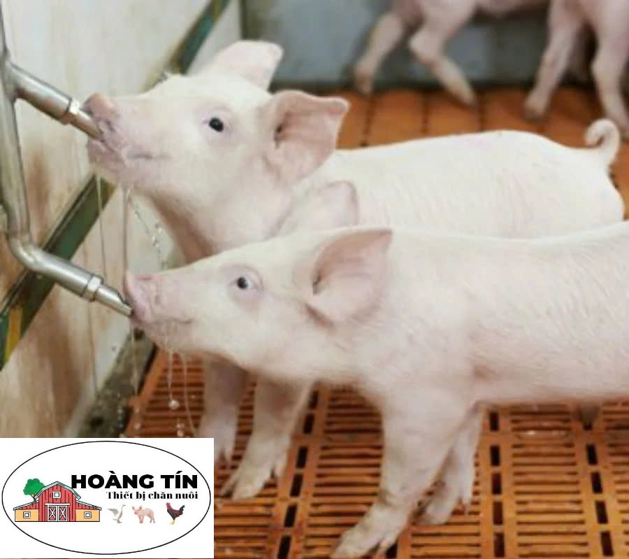 Núm uống tự động dành cho heo bằng inox