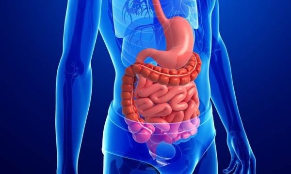 Giảm Viêm Loét Dạ Dày , Cải Thiện Tiêu Hoá Cùng Cây Dâm Bụt Giảm Viêm Loét Dạ Dày , Cải Thiện Tiêu Hoá Cùng Cây Dâm Bụt